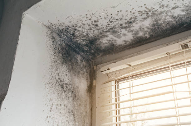 Affordable Mold Cleanup solutions in Hampton, TN